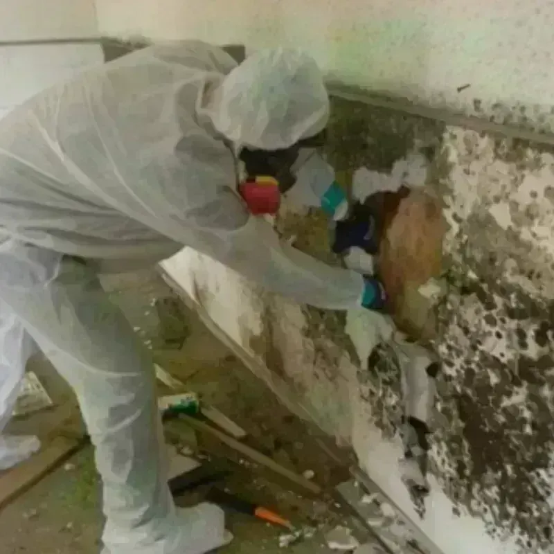 Mold Remediation and Removal in Navasota, TX